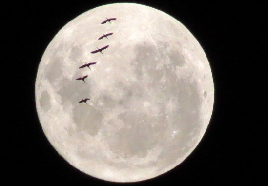 luna-de-febrero-010-1