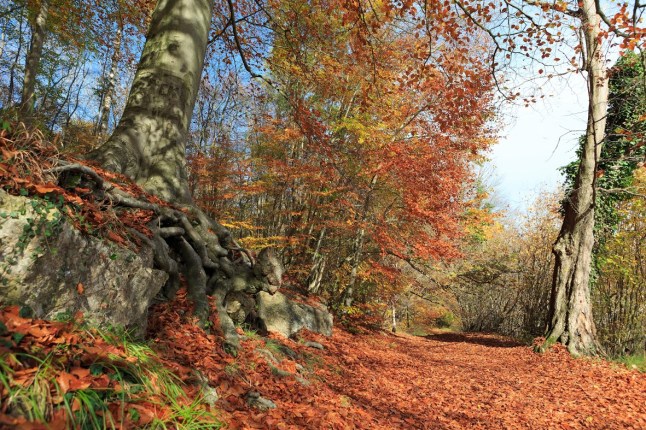 Forêt de Coye Patrick Drouin