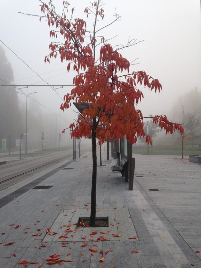 Merci à Isabelle Blanzy